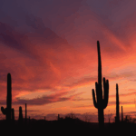 Motor Vehicle Accident Attorneys in Paradise Valley