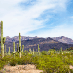 Motor Vehicle Accident Attorneys in Surprise